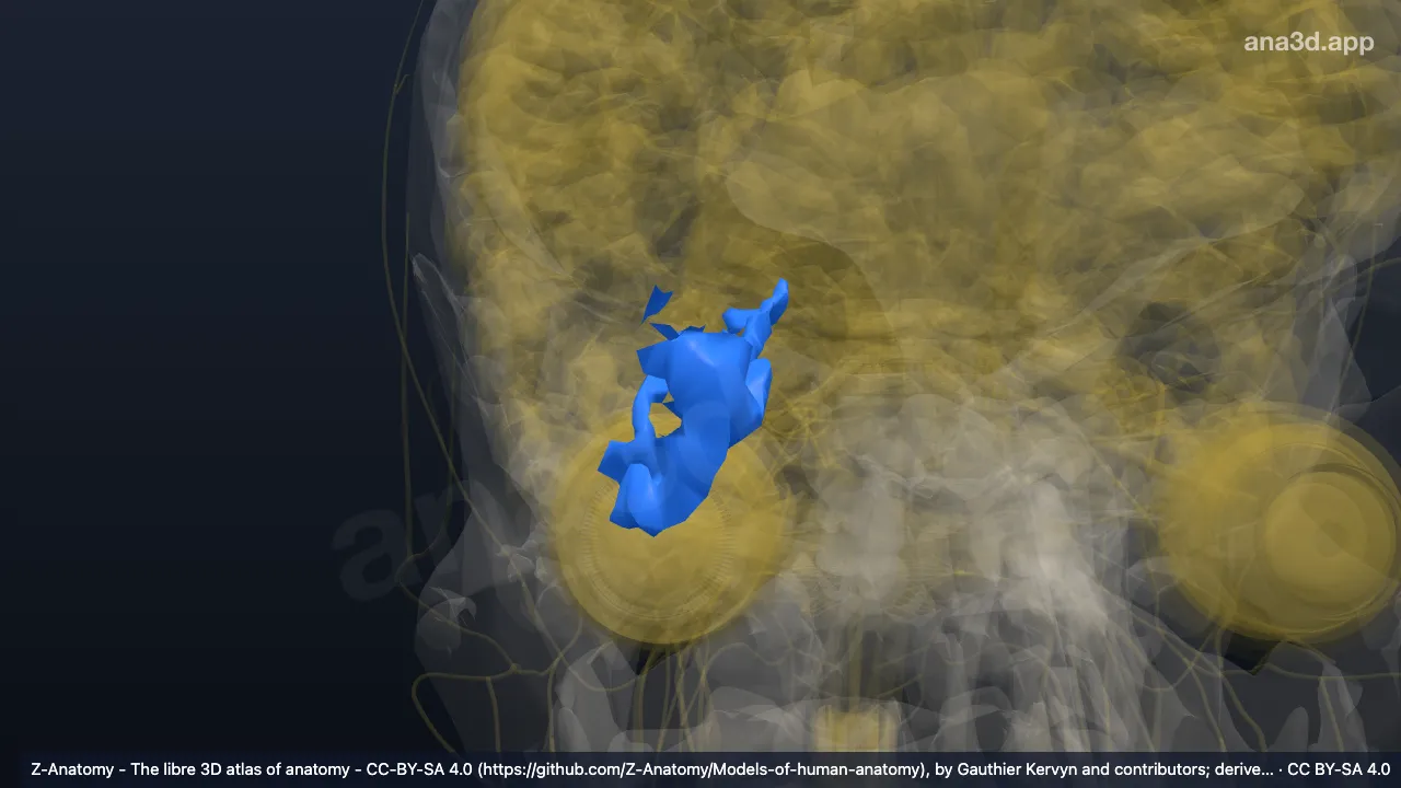 3D-Modell: Rechter Gyrus occipitotemporalis medialis (Gyrus parahippocampalis*)