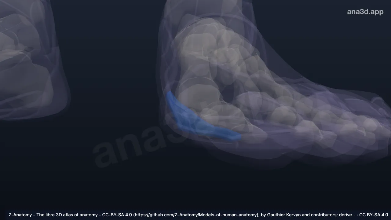 Modelo 3D: Parte medial do arco longitudinal do pé esquerdo