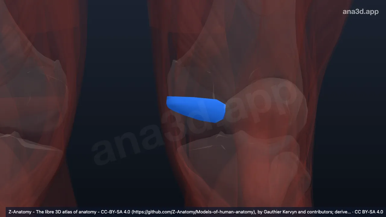 3D model: left medial patellar retinaculum