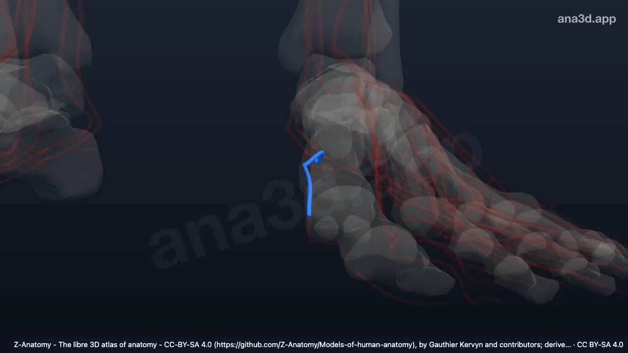3D model: left medial plantar veins