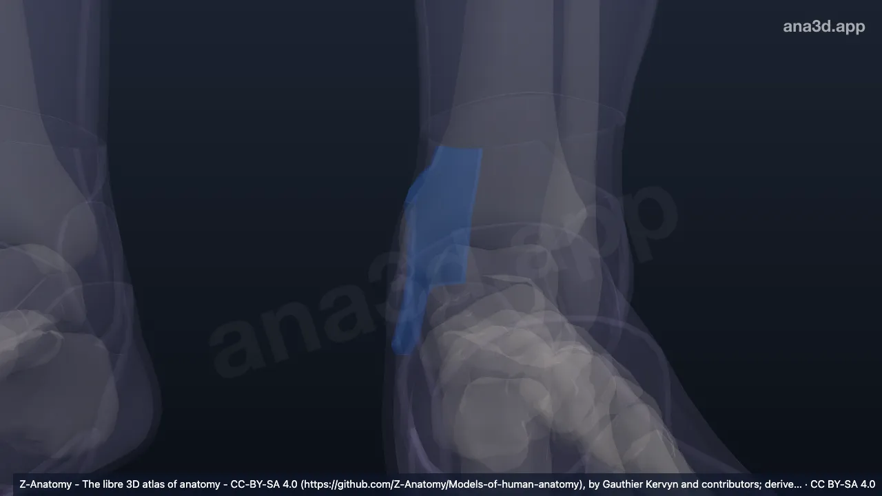 3D model: left medial retromalleolar region