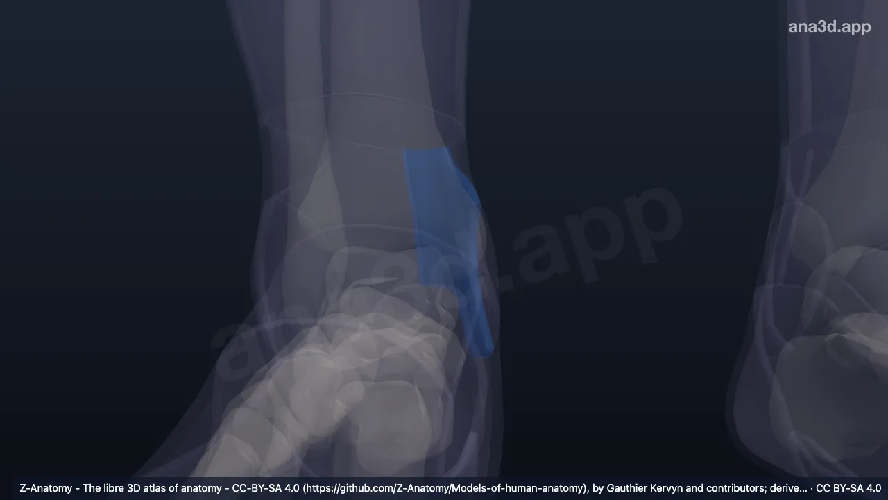 3D model: right medial retromalleolar region