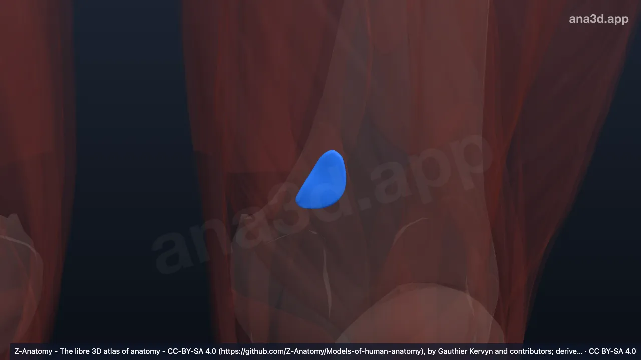Modelo 3D: Bolsa subtendinosa medial del músculo gastrocnemio izquierdo