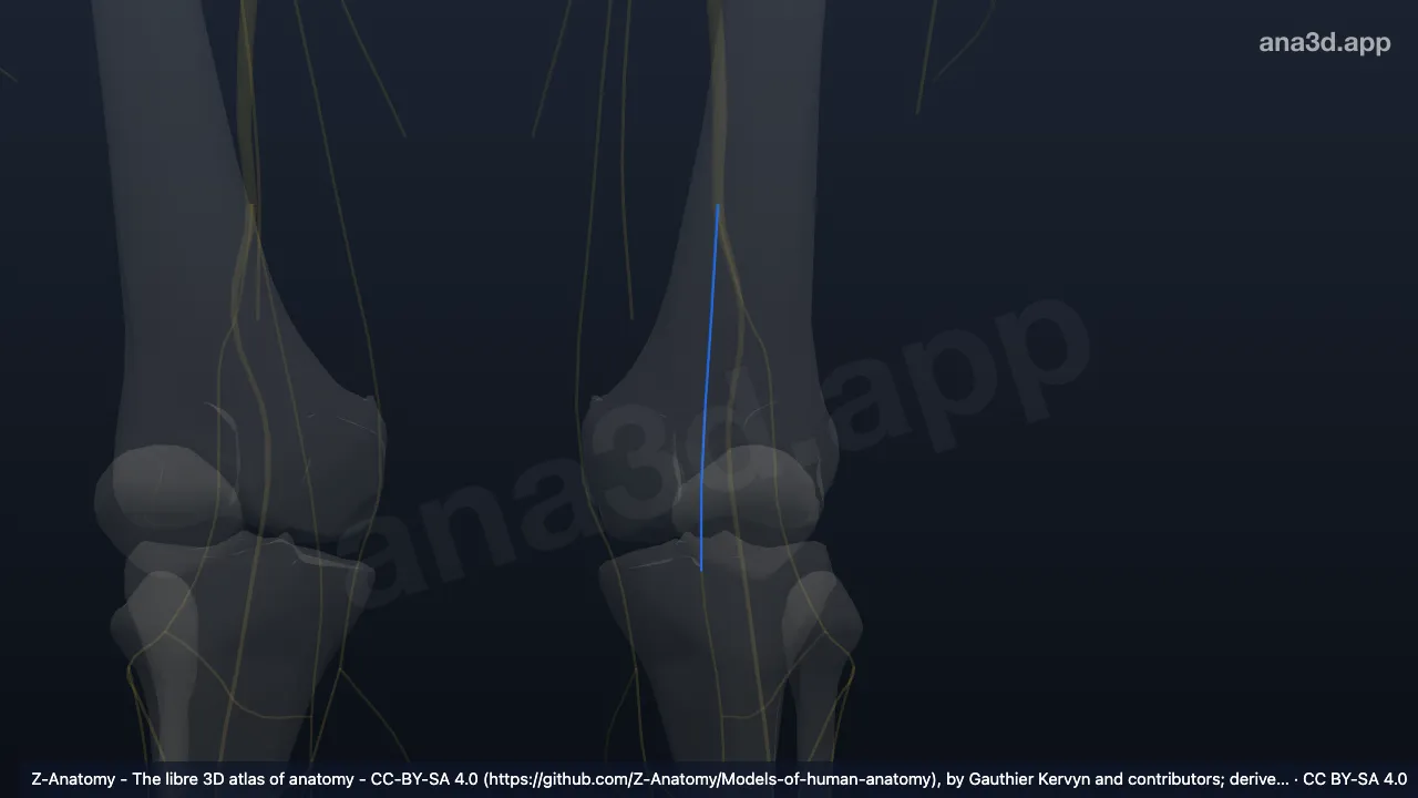 3D-Modell: Linker Nervus cutaneus surae medialis