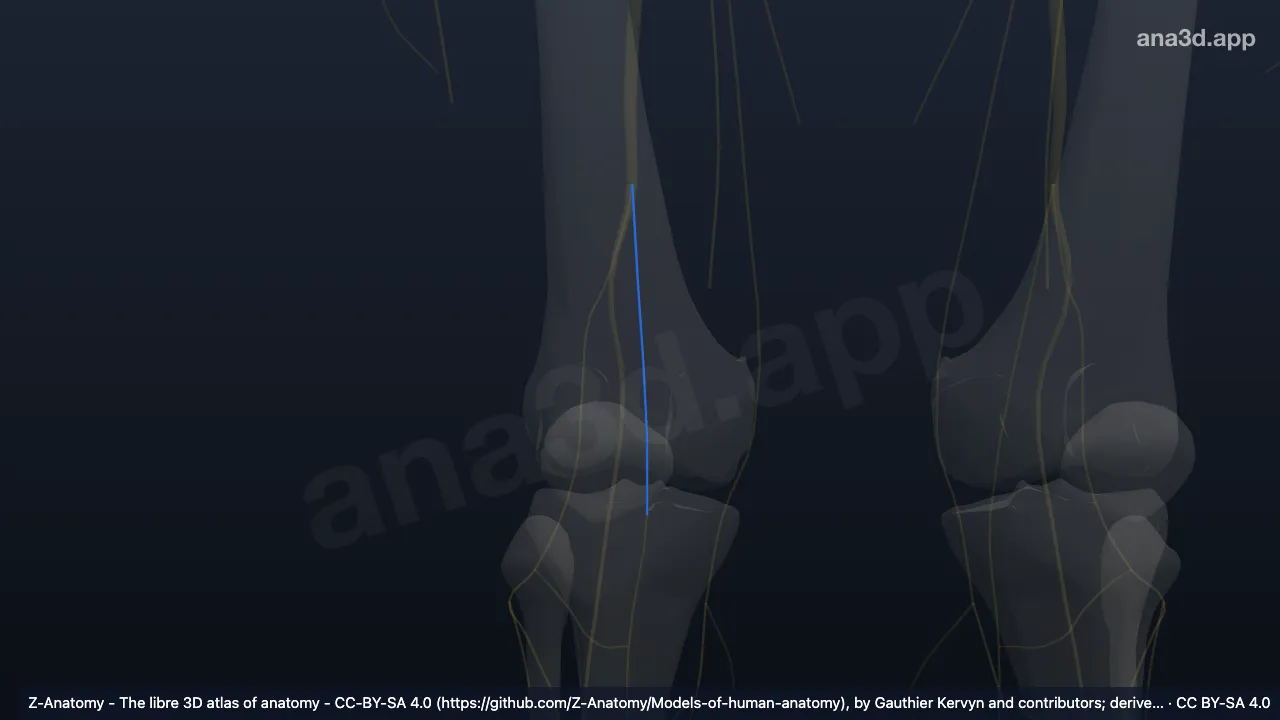3D-Modell: Rechter Nervus cutaneus surae medialis