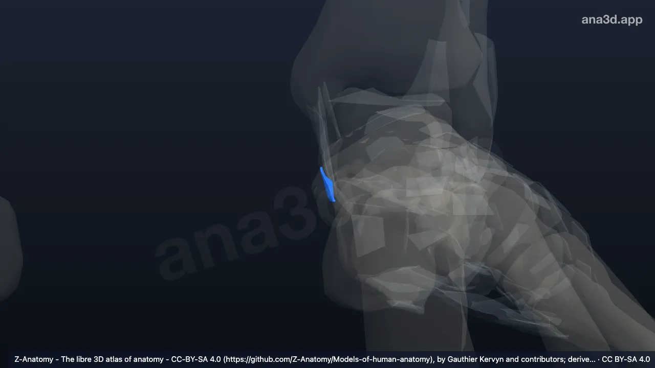 Modelo 3D: Ligamento talocalcáneo medial izquierdo