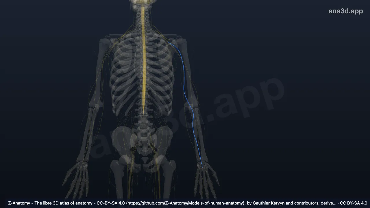 3D model: left median nerve