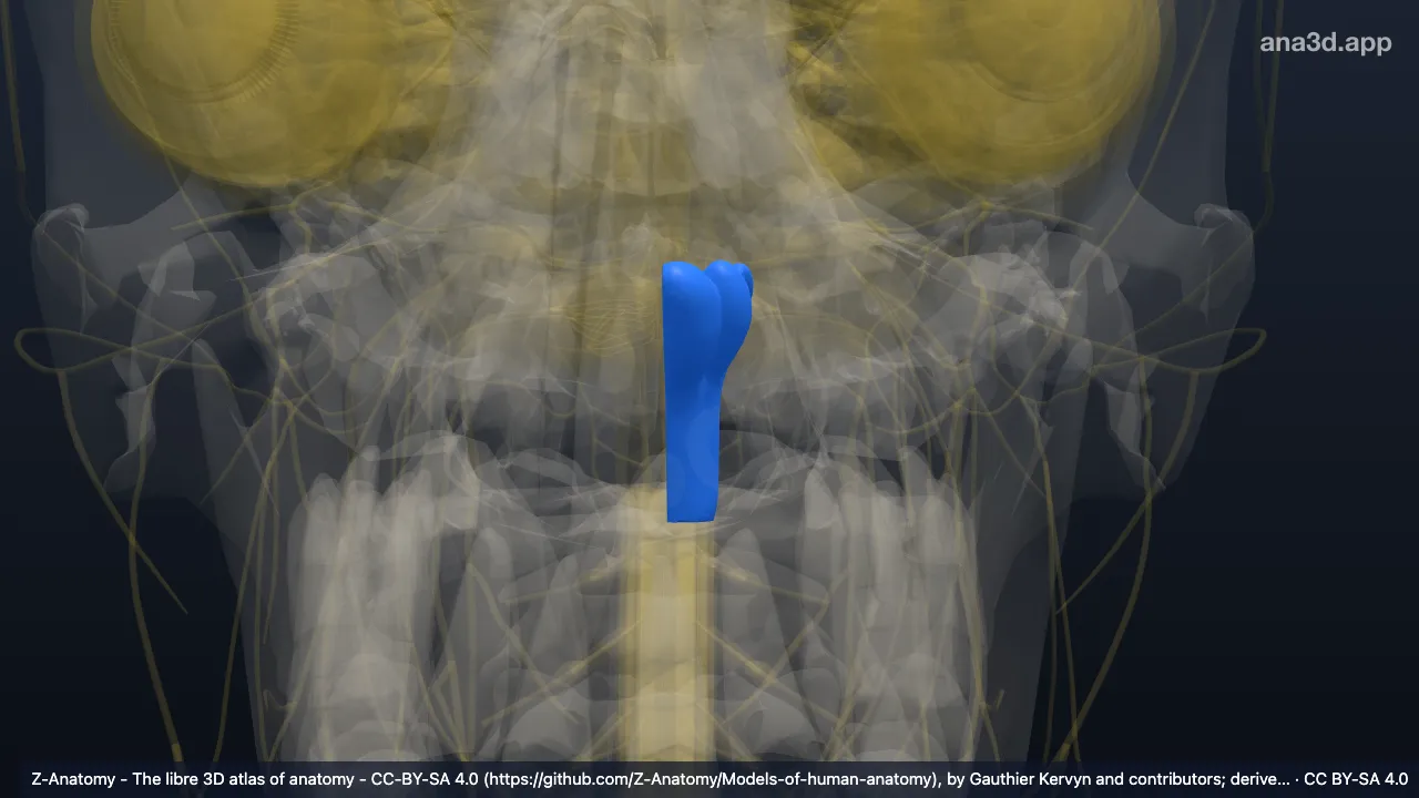 Modelo 3D: Bulbo raquidiano esquerdo