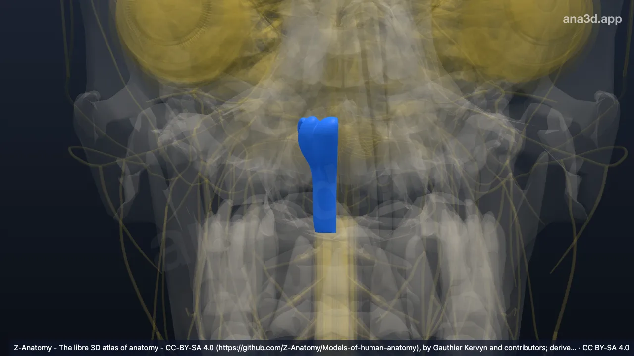 Modelo 3D: Bulbo raquidiano direito