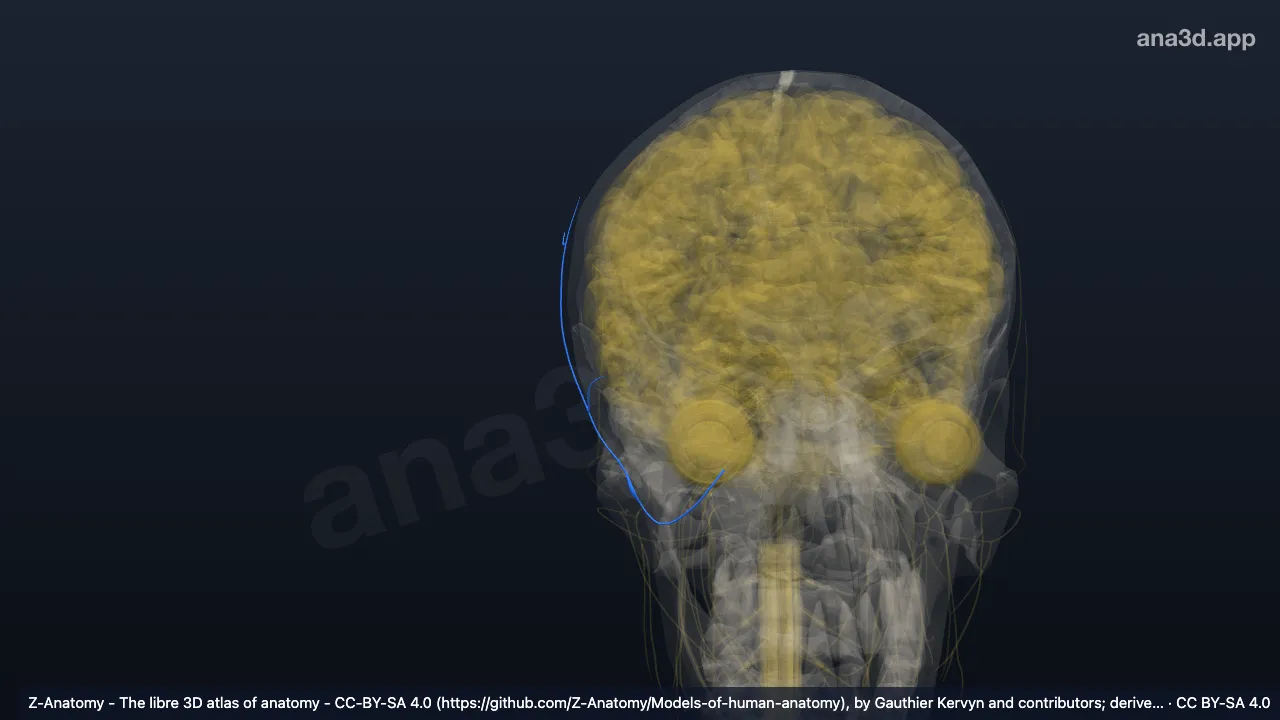 3D 模型：右上颌神经脑膜支