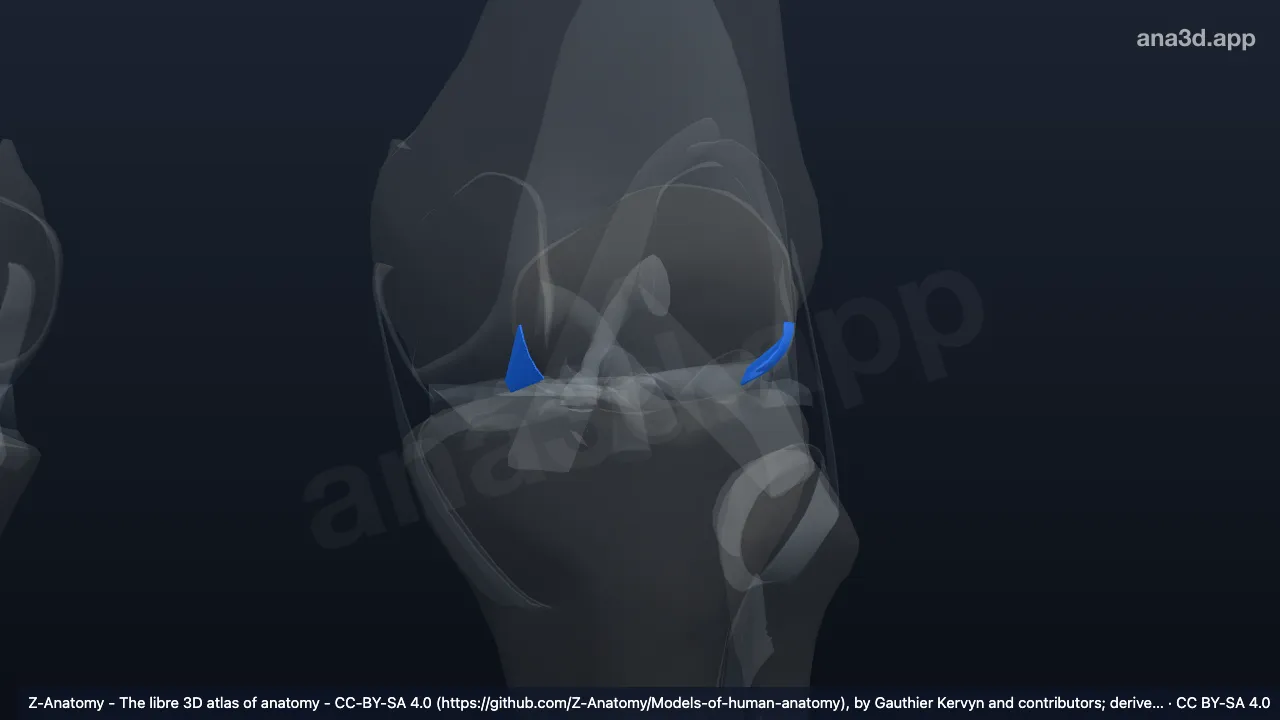 Modelo 3D: Ligamento meniscopatelar izquierdo
