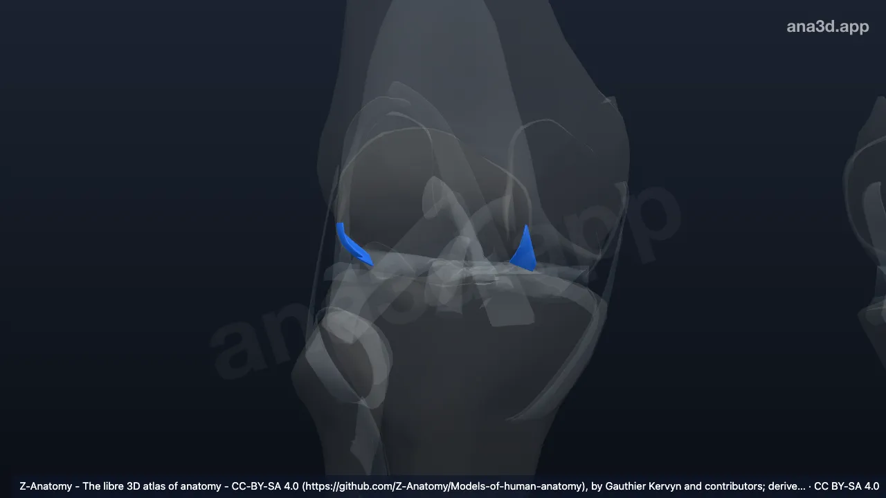 Modelo 3D: Ligamento meniscopatelar derecho