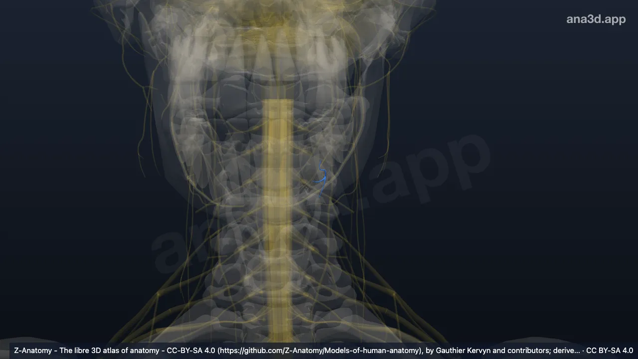 3D-Modell: Linker Nervus mentalis