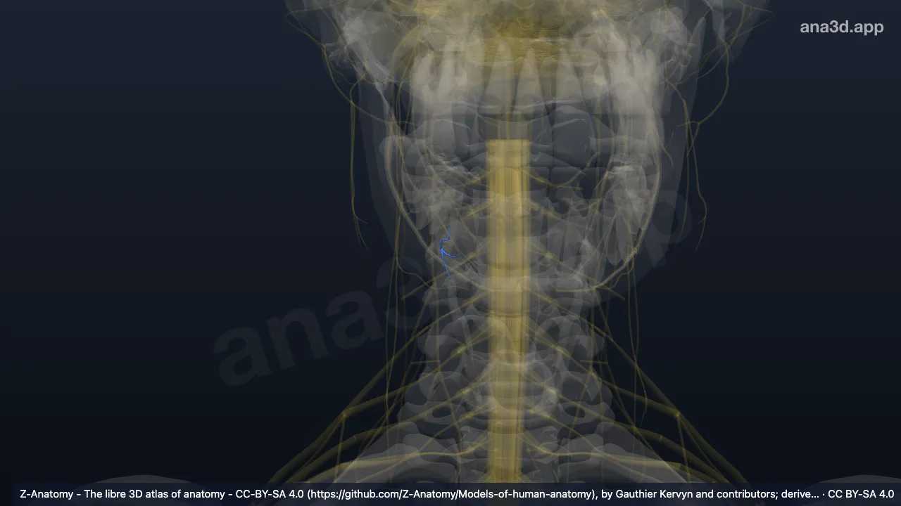 3D-Modell: Rechter Nervus mentalis
