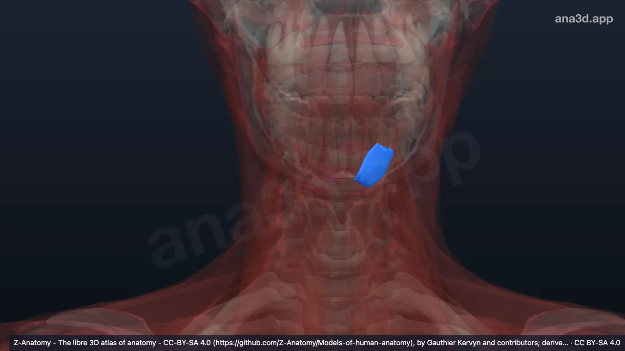 3D-Modell: Linker Musculus mentalis