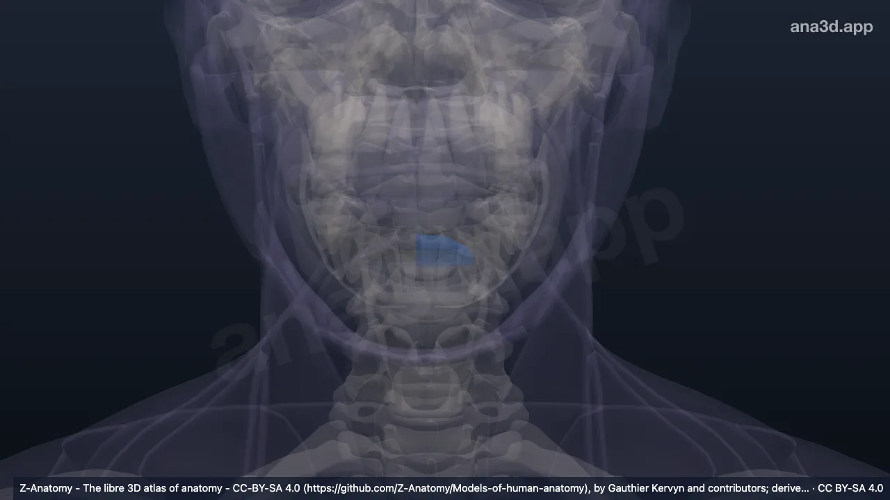 Modelo 3D: Surco mentolabial izquierdo