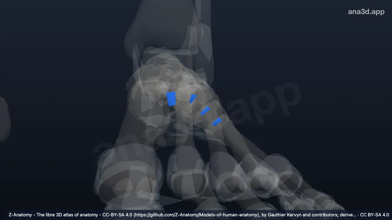 3D model: left metatarsal interosseous ligaments