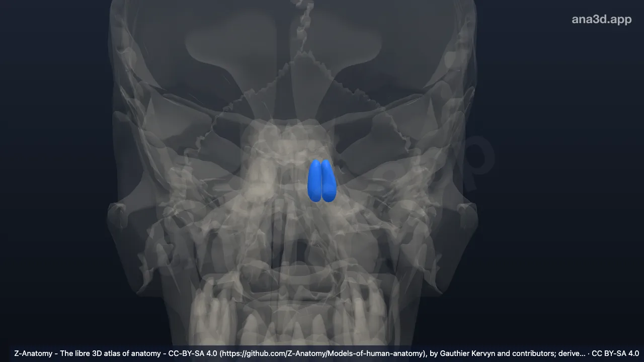 Modelo 3D: Celdillas etmoidales medias izquierdas