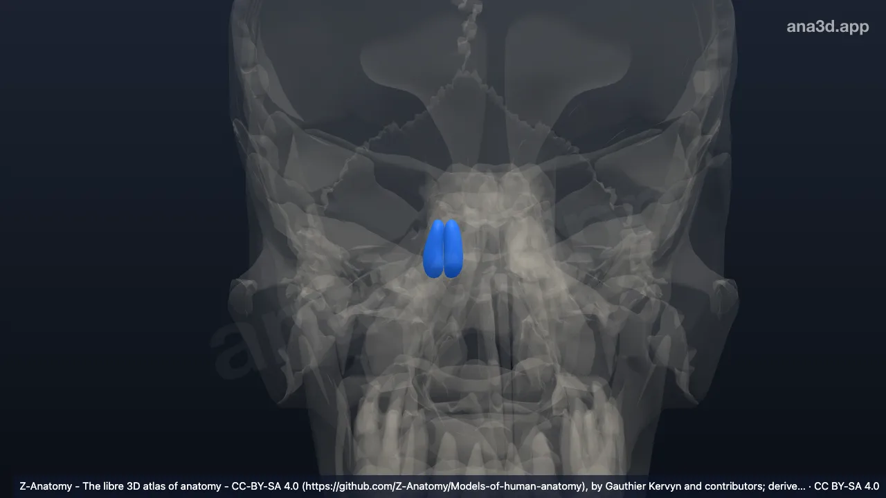 3D model: right middle cells of ethmoid bone