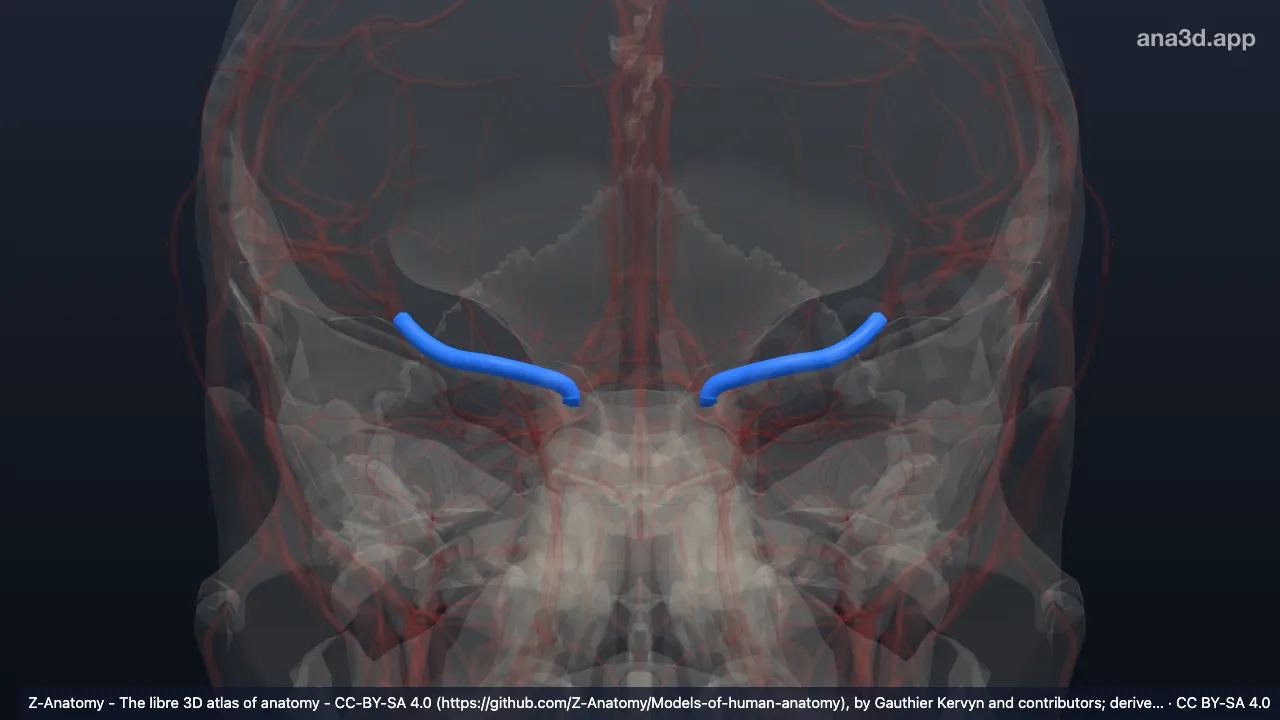 Modelo 3D: Arteria cerebral media (Segmento M1)