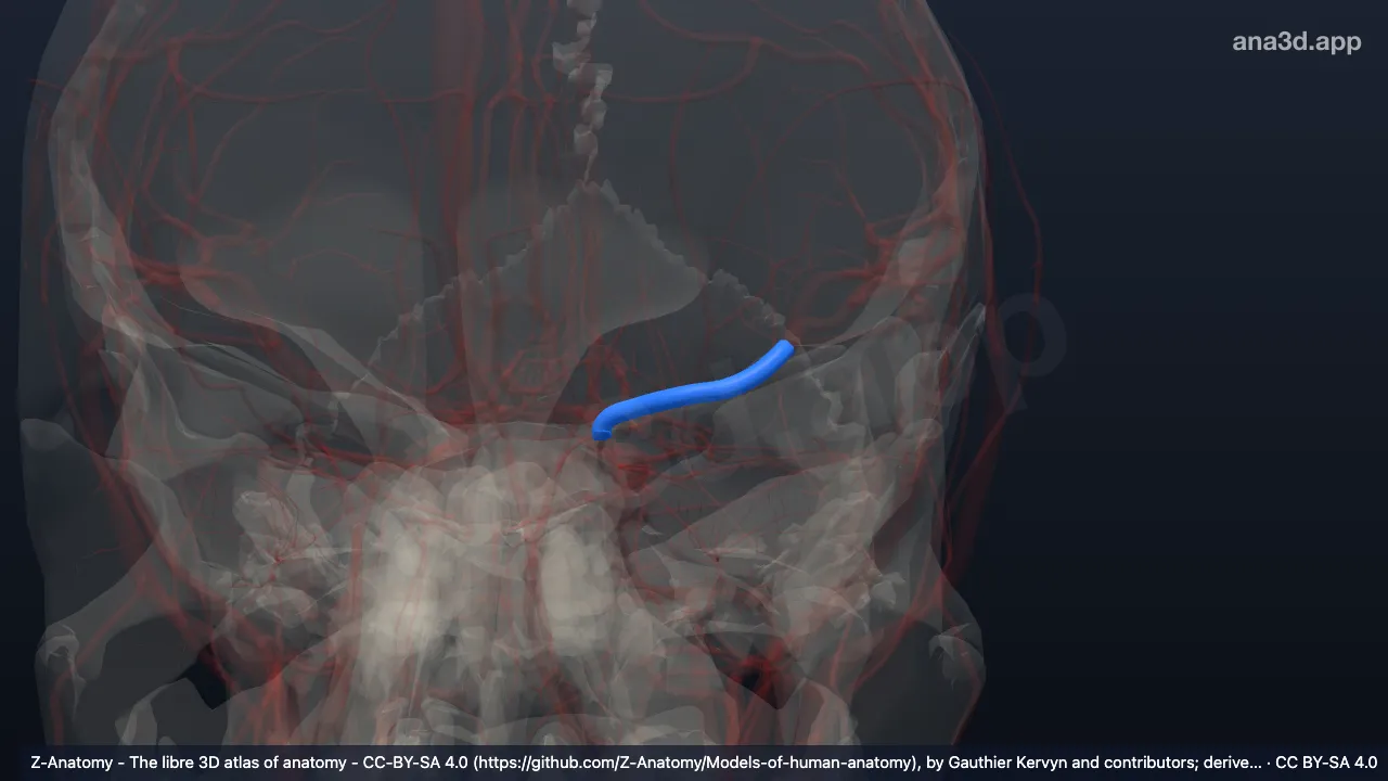 Modelo 3D: Artéria cerebral média esquerda (segmento M1)