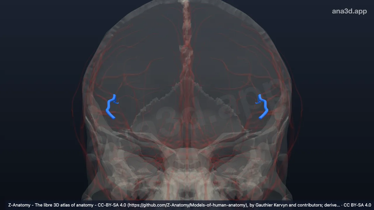 Modelo 3D: Arteria cerebral media (Segmento M3)