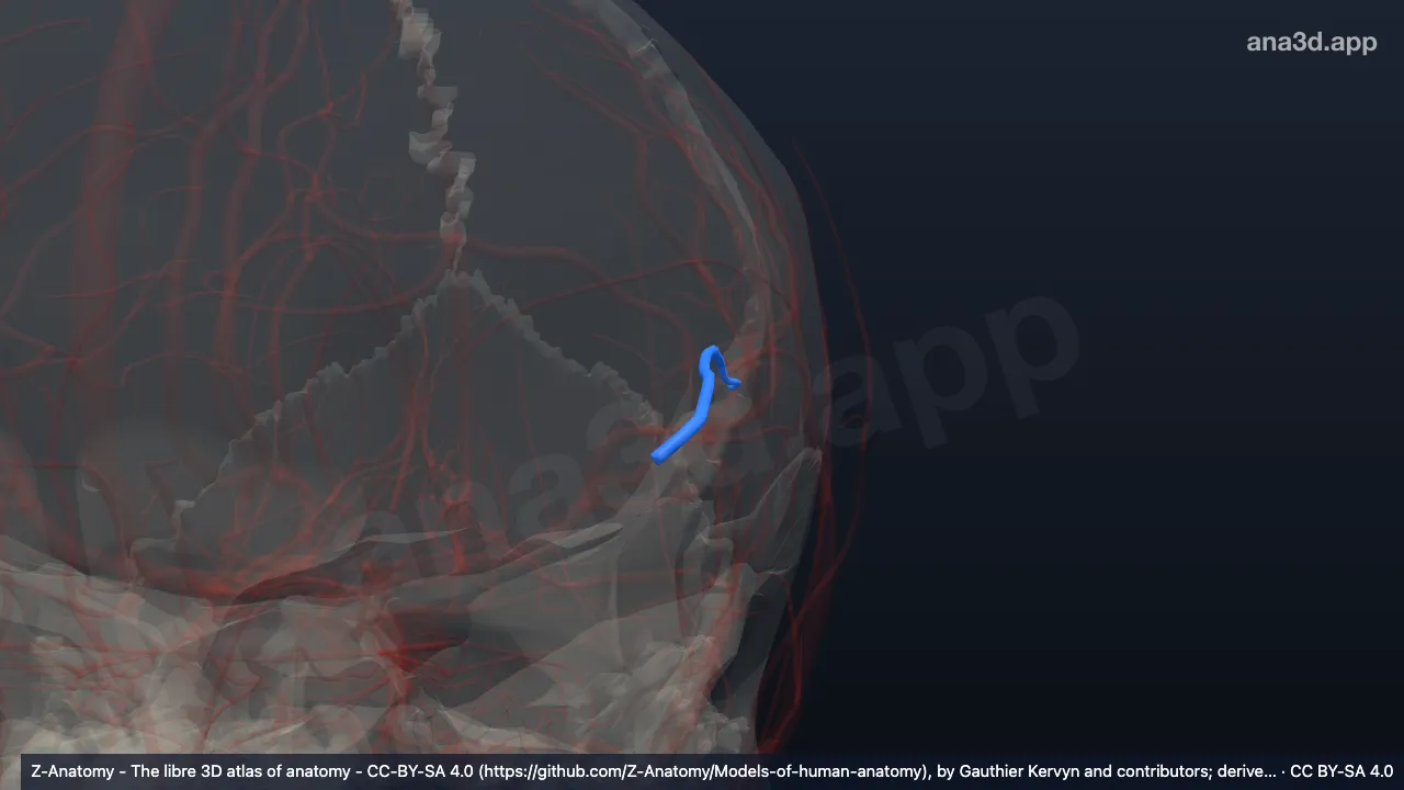 Modelo 3D: Artéria cerebral média esquerda (segmento M3)