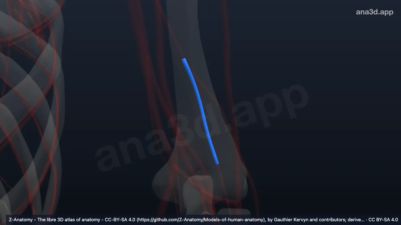 Modelo 3D: Arteria colateral media izquierda
