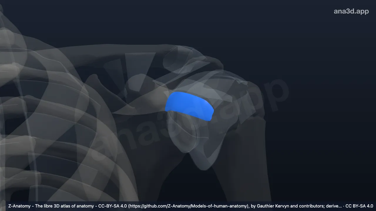 Modelo 3D: Ligamento glenohumeral medio izquierdo