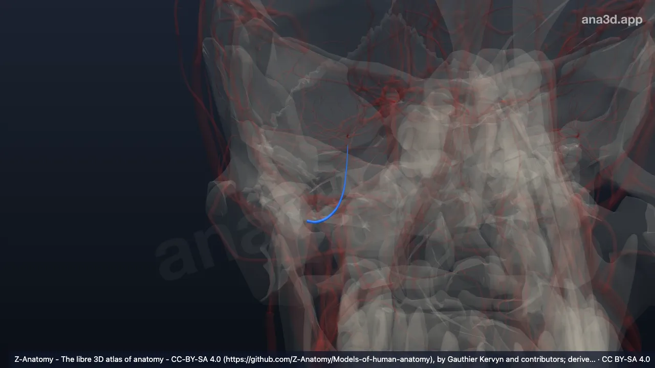 Modelo 3D: Artéria meníngea média direita