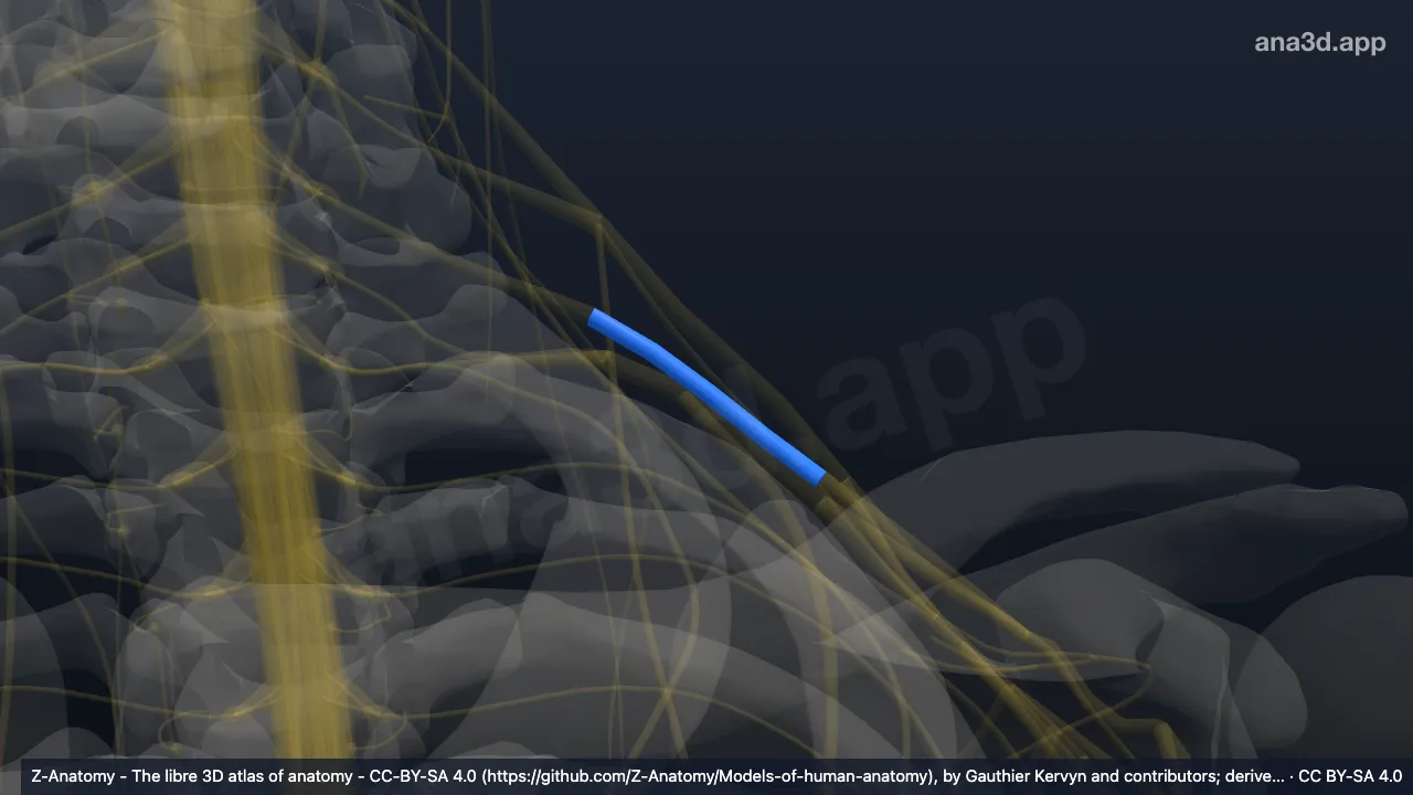 3D model: left middle trunk of brachial plexus