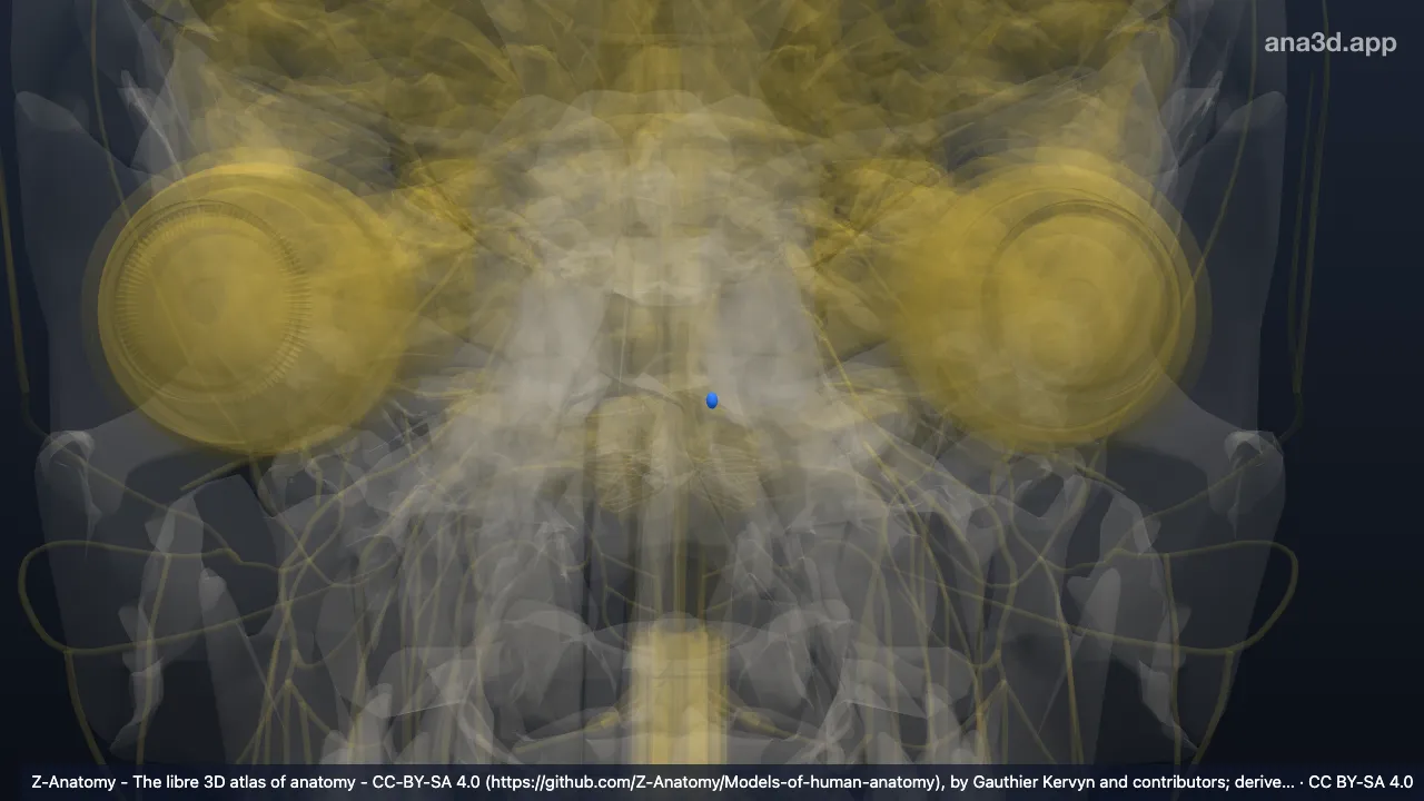 3D model: left motor nucleus of facial nerve