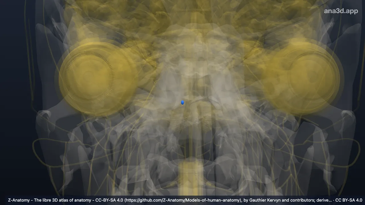 3D model: right motor nucleus of facial nerve