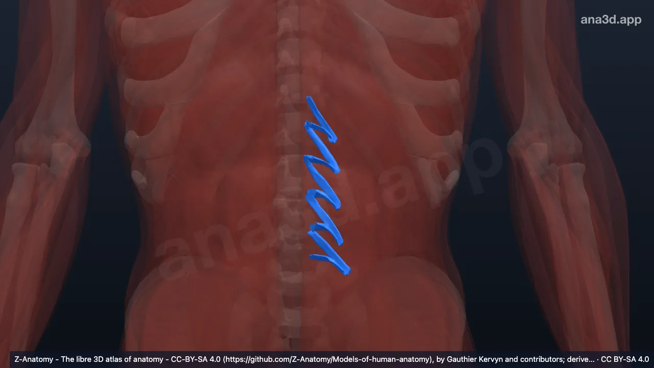 Modèle 3D : Muscles multifides lombaire gauches