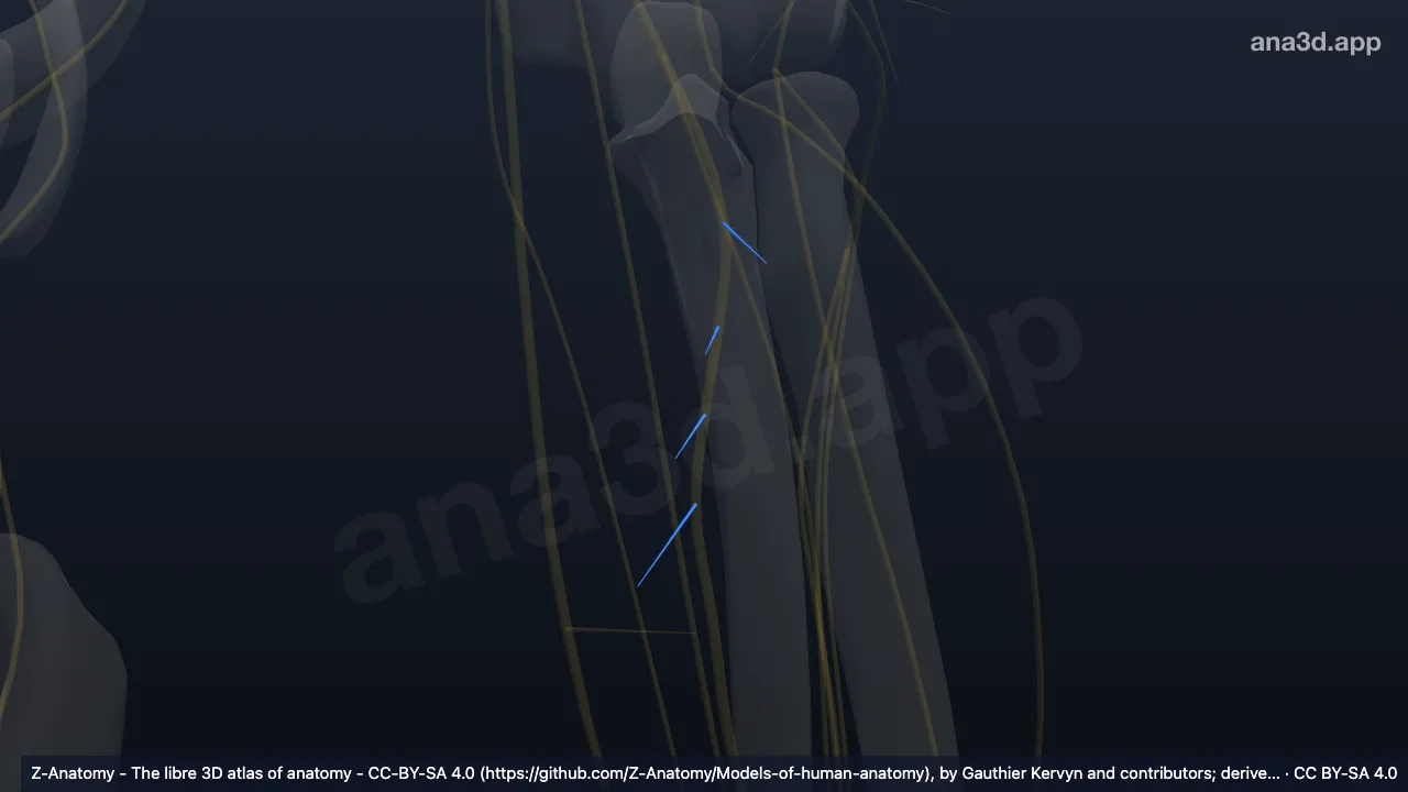 Modèle 3D : Branches musculaires du nerf médian gauche