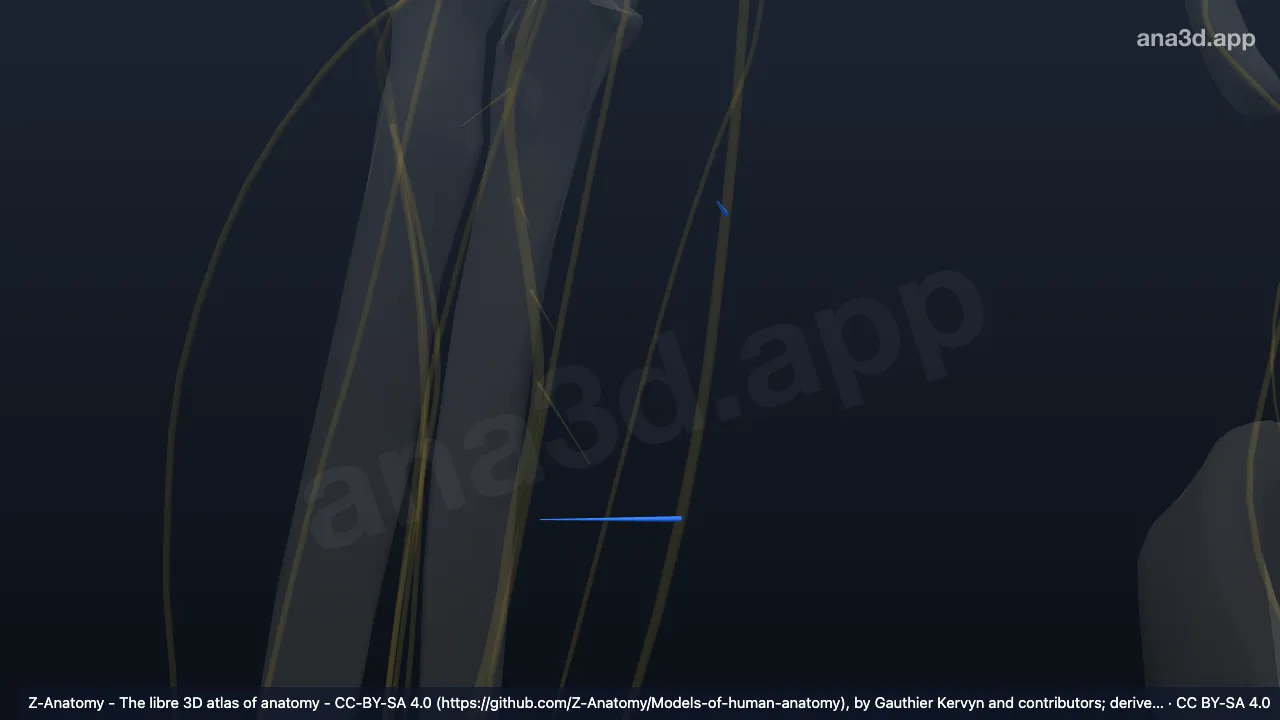 Modèle 3D : Branches musculaires du nerf ulnaire droit