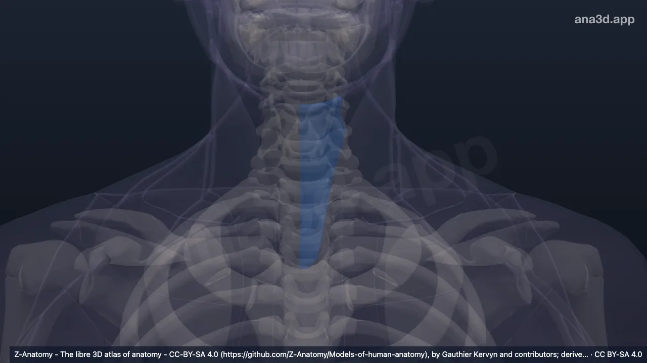 3D model: left muscular triangle