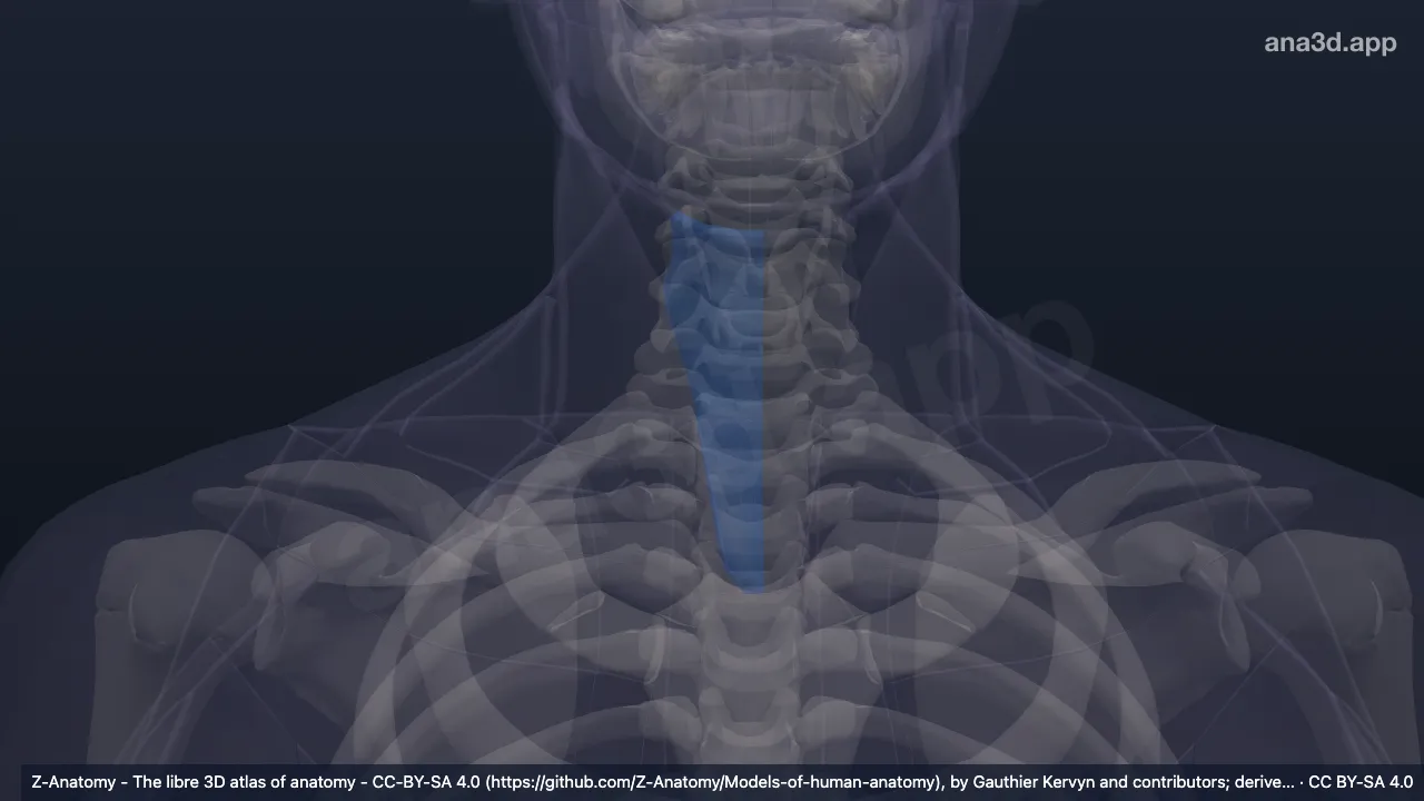 3D model: right muscular triangle