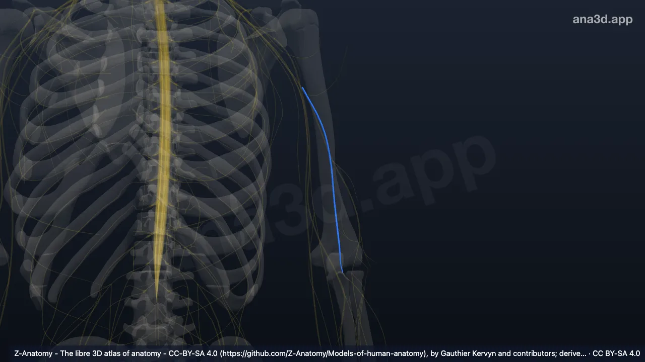 3D model: left musculocutaneous nerve