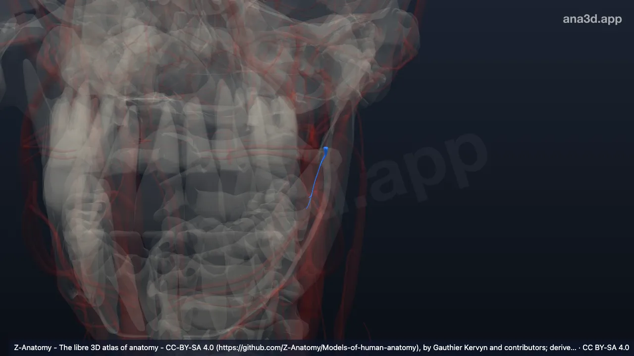 3D 模型：左下牙槽动脉下颌舌骨肌支