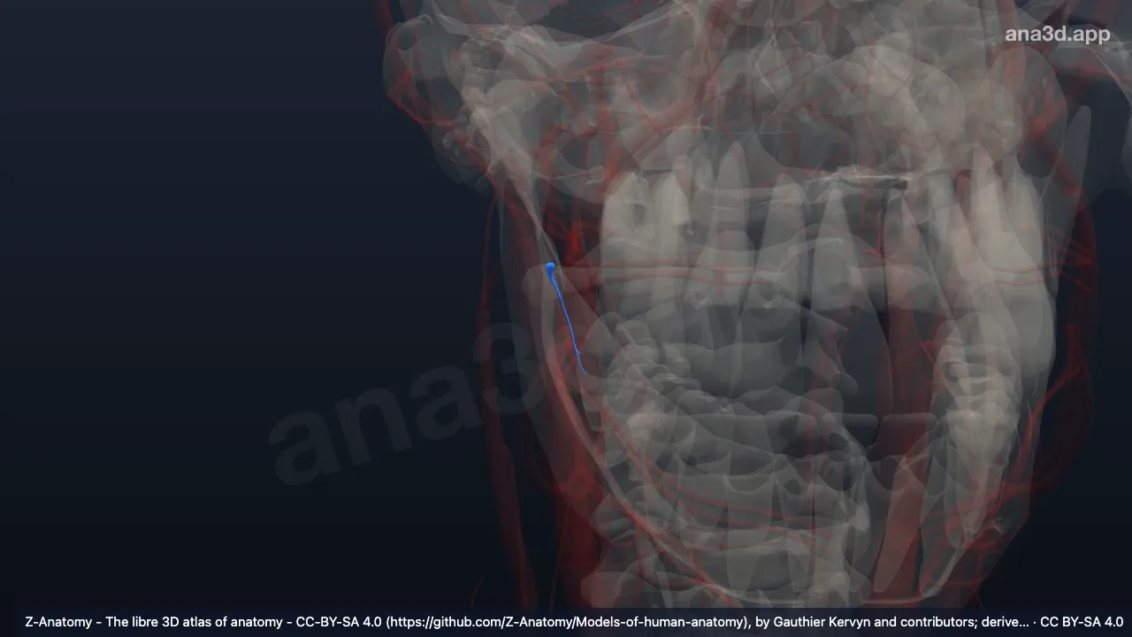 3D 模型：右下牙槽动脉下颌舌骨肌支