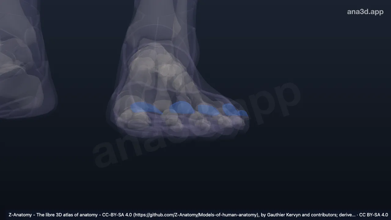 Modelo 3D: Lámina de la uña izquierda (pie)