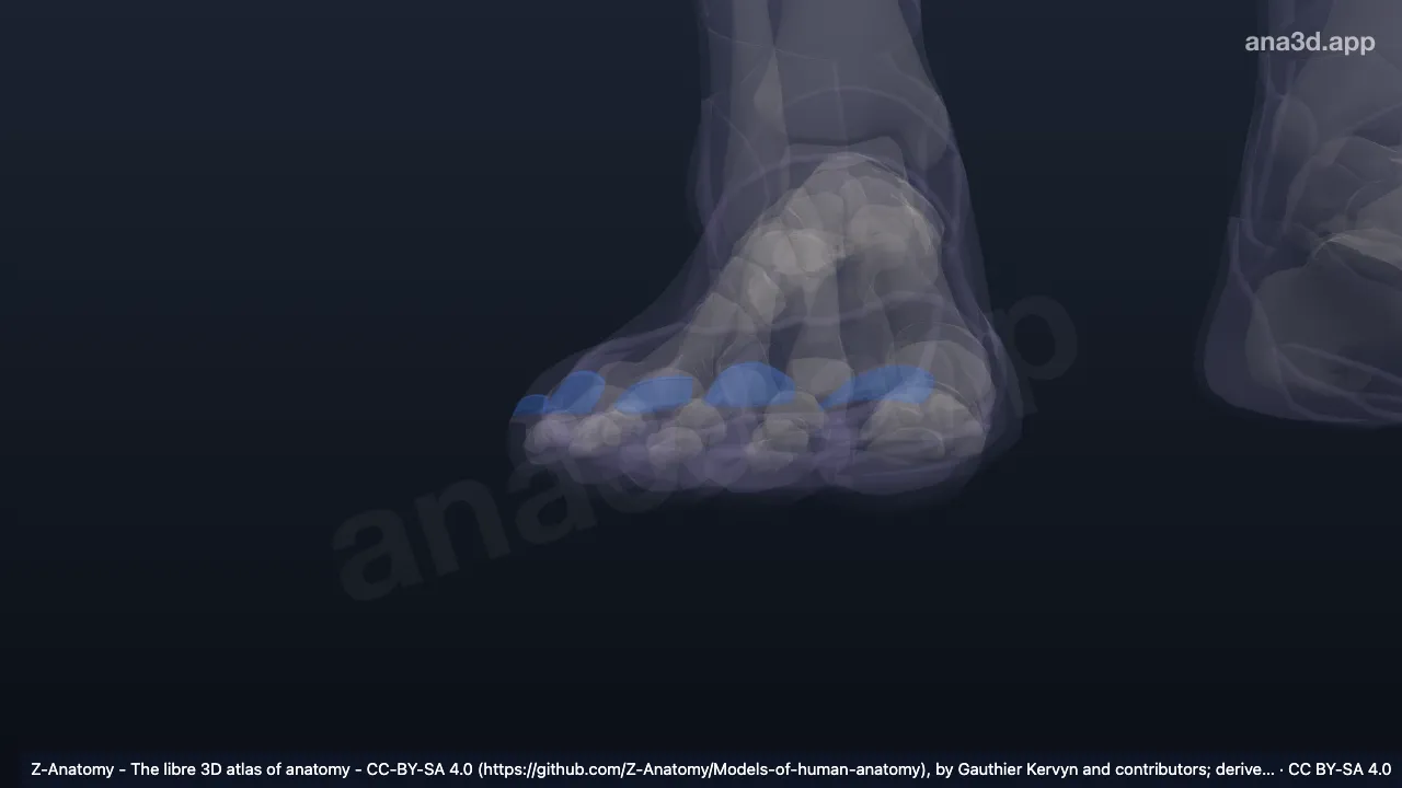 Model 3D: Lempeng kuku kanan (kaki)