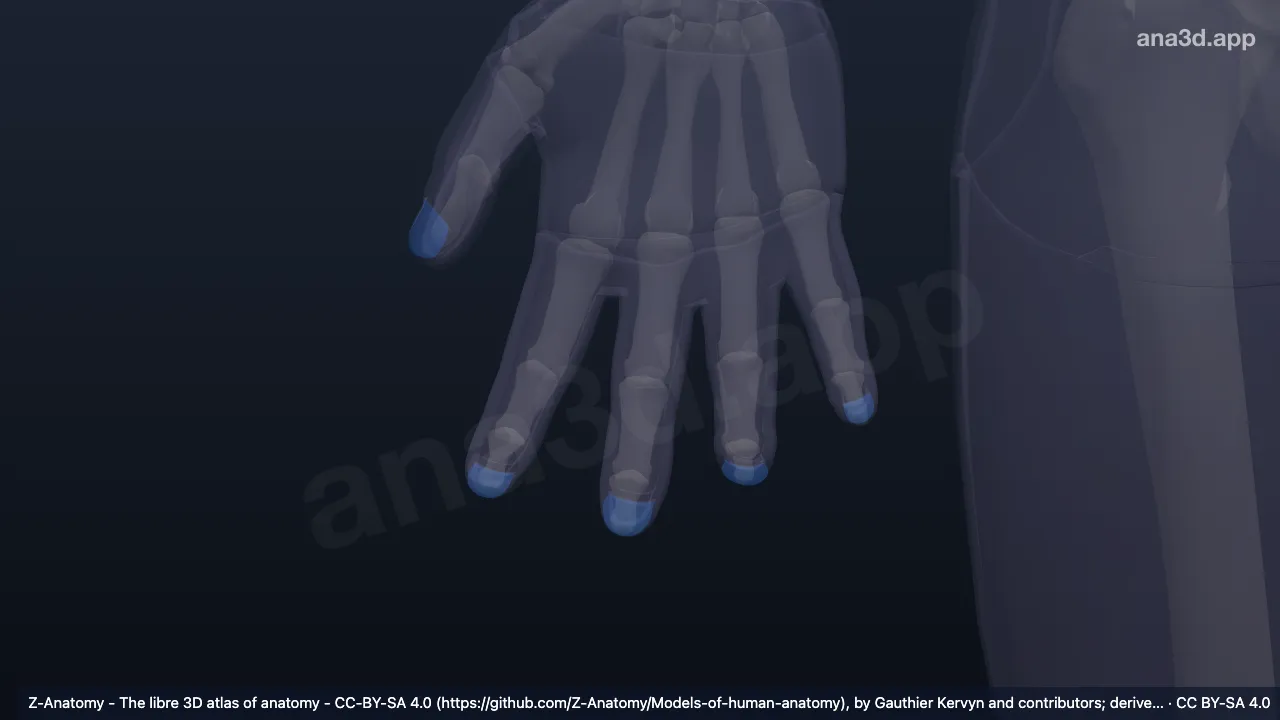 Modèle 3D : Lame unguéale droite