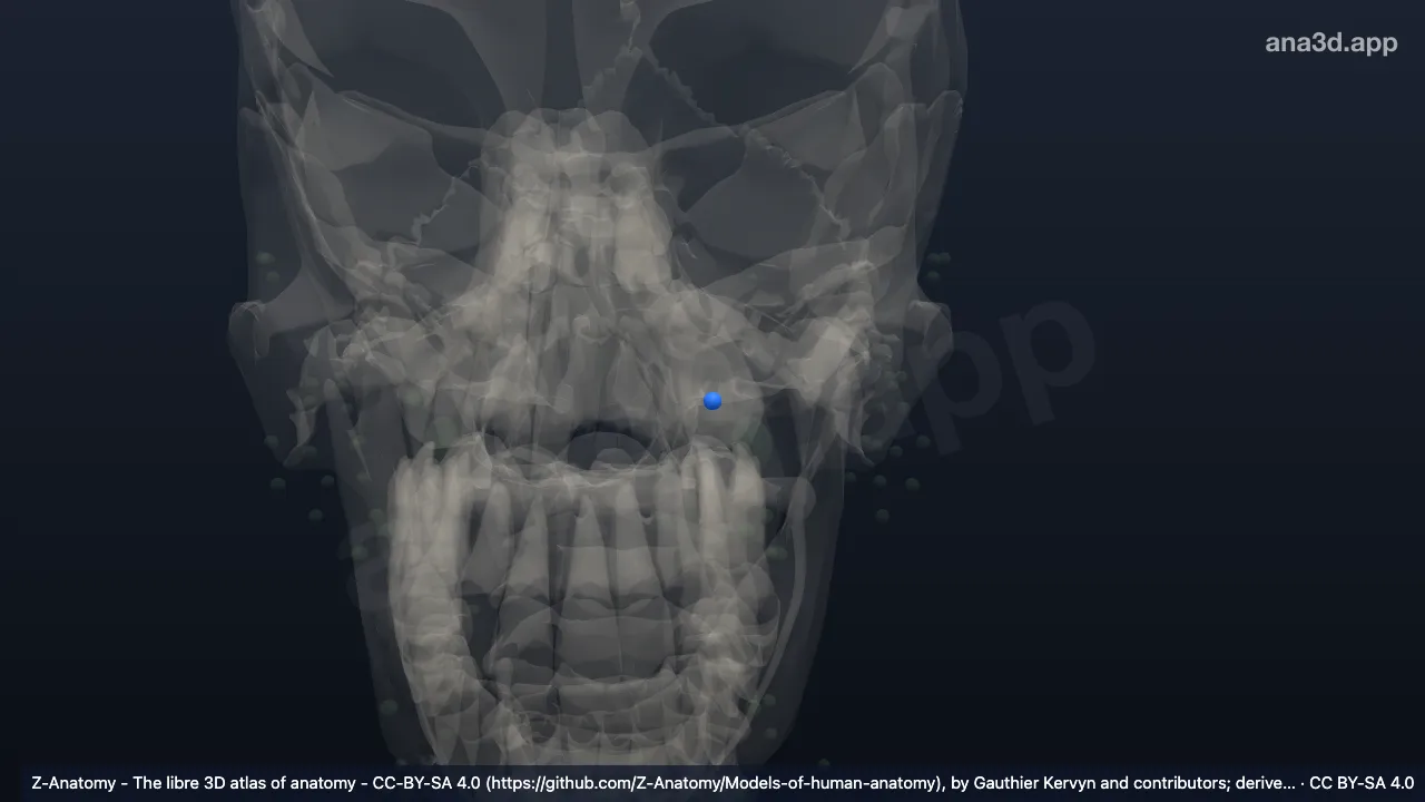 Modelo 3D: Linfonodo nasolabial esquerdo