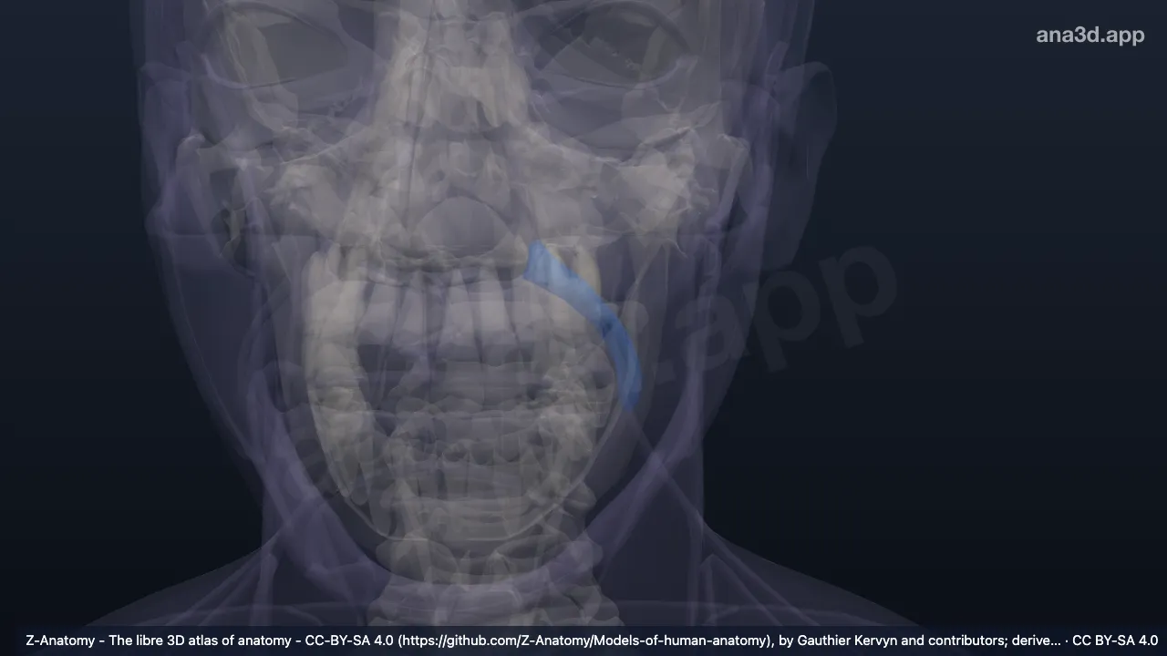 Modelo 3D: Surco nasolabial izquierdo