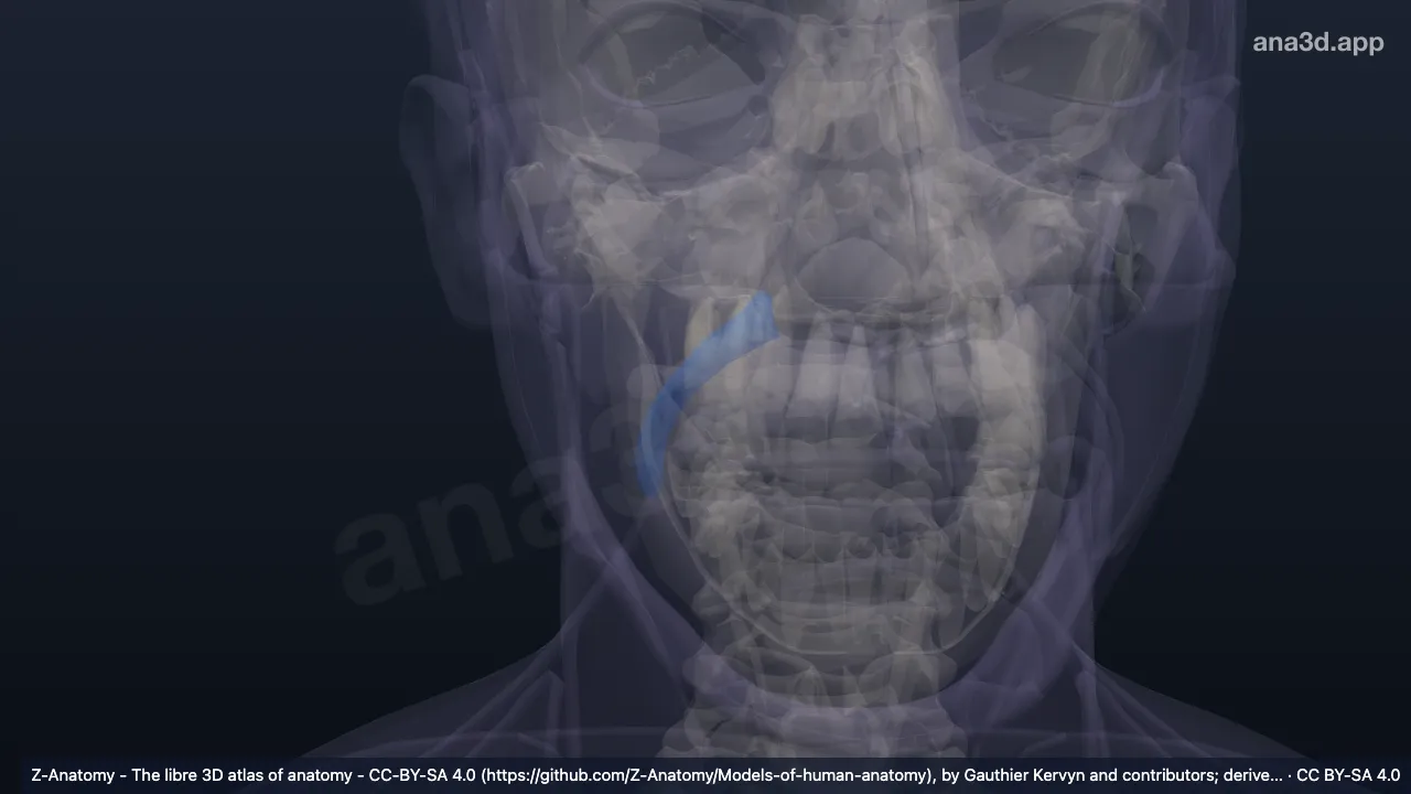 3D model: right nasolabial sulcus