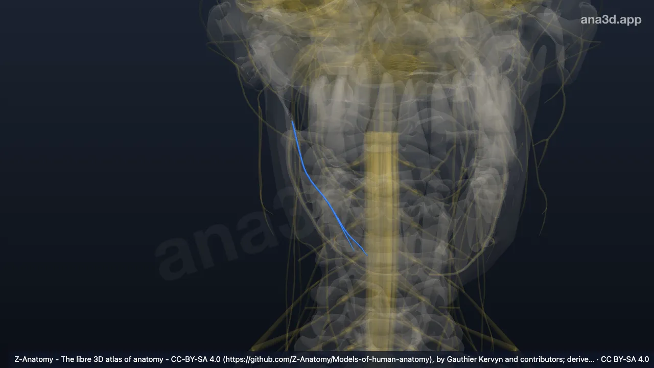 3D model: right nerve to mylohyoid muscle