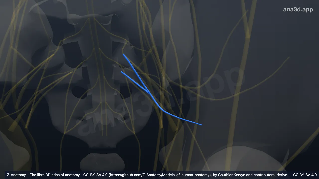 3D model: left nerve to piriformis muscle