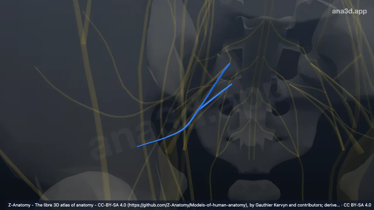 3D model: right nerve to piriformis muscle